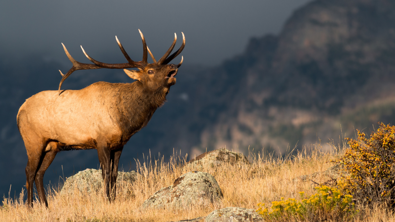 LIVING WILD - Bow hunting for giant Elk: Alex Buller